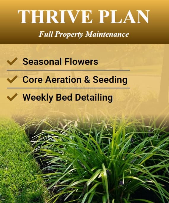 Thrive plan